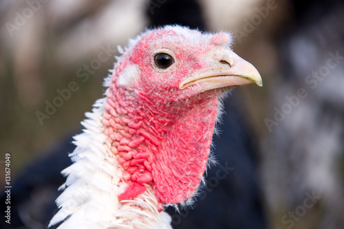 turkey graze close up in the village photo