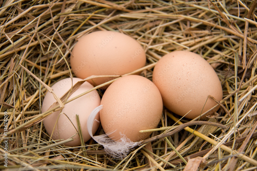 Four chicken eggs lying in the hay