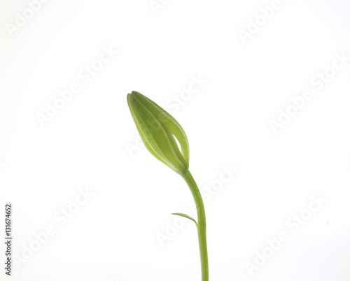 Wallpaper Mural Green lili bud with small leaf on white background  Torontodigital.ca