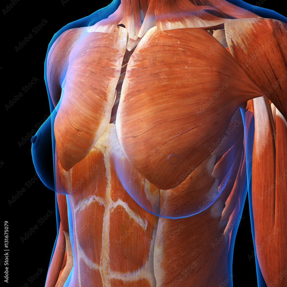 Female Chest Muscles X-ray Stock Illustration