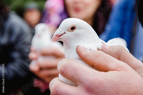 Dove in a man's hands.