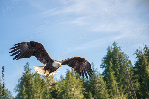 North American Bald Eagle in mid flight, hunting along river wat