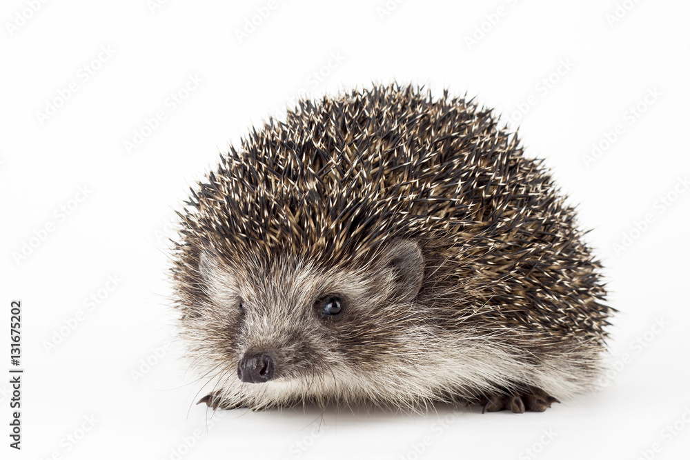 Obraz premium hedgehog isolated
