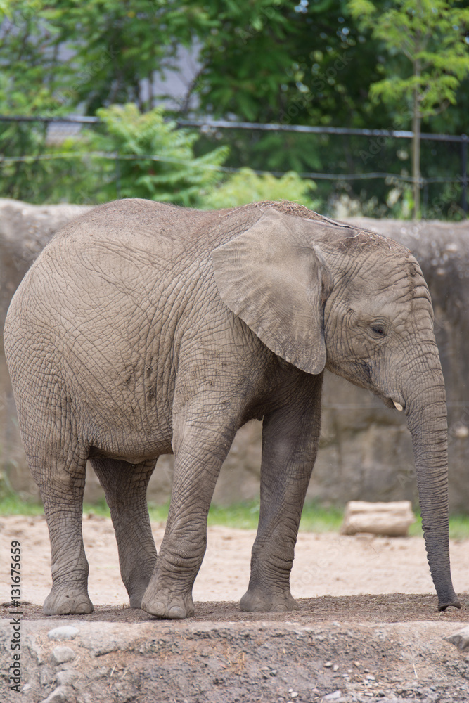 Naklejka premium Baby Elephant
