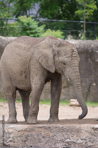 Baby Elephant 2