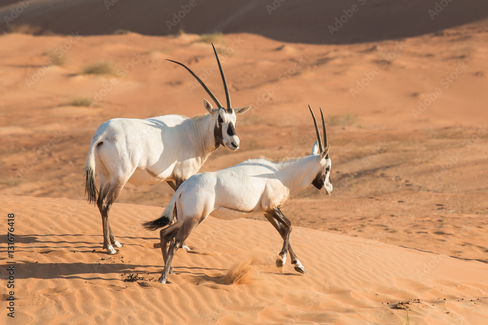 Arabian oryx (Oryx leucoryx) in the desert after sunrise. Dubai, United Arab Emirates. Arabian oryx (Oryx leucoryx) in the desert after sunrise. Dubai, United Arab Emirates.