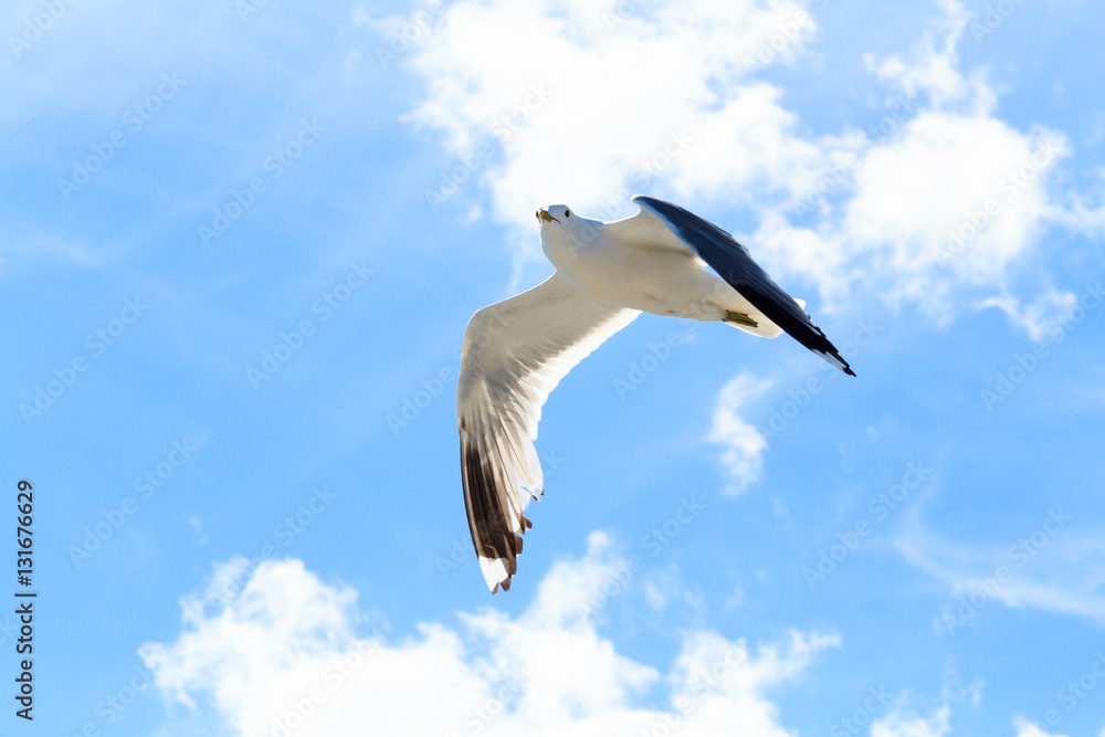 Die Möwe am Himmel. Die Möwe am Himmel.