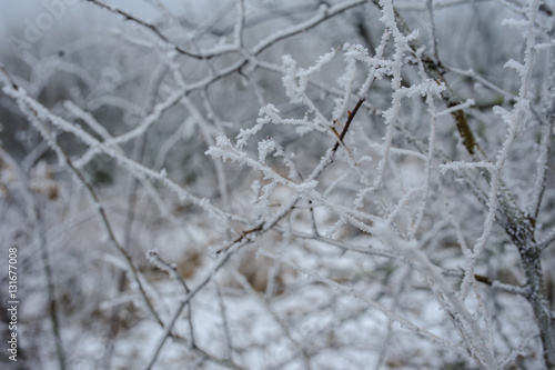 frozen forest © Med Photo Studio