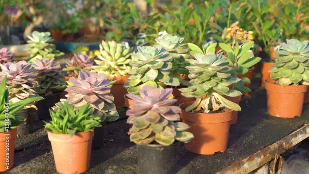 Many kinds of cactuses in garden house 4K Many kinds of cactuses in garden house 4K