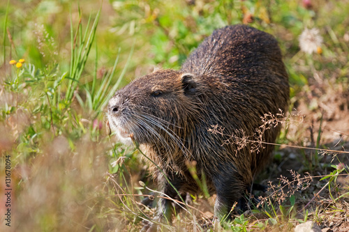 coypu, myocastor coypus, Czech republic