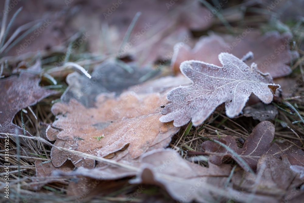 Dry and frosted leaf lying on ground