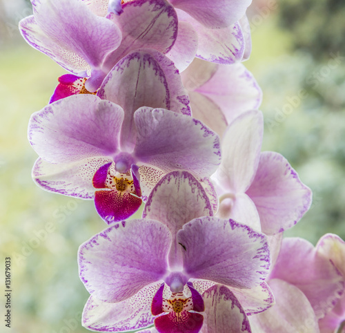 orchids in detail in the living room