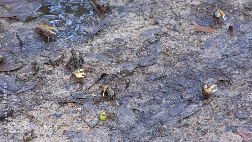 Small Atlantic marsh fiddler crabs (Uca pugnax) at mangroves mud flats. Caribbean, Cuba. Small Atlantic marsh fiddler crabs (Uca pugnax) at mangroves mud flats. Caribbean, Cuba.