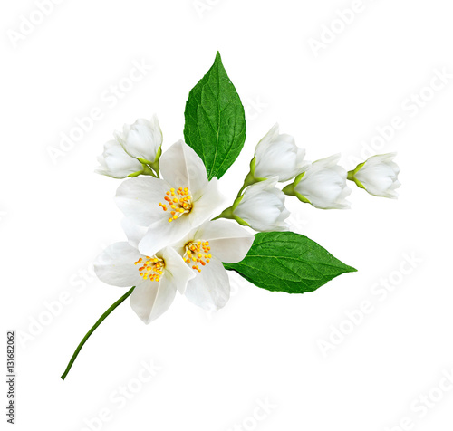 Fotografiet branch of jasmine flowers isolated on white background