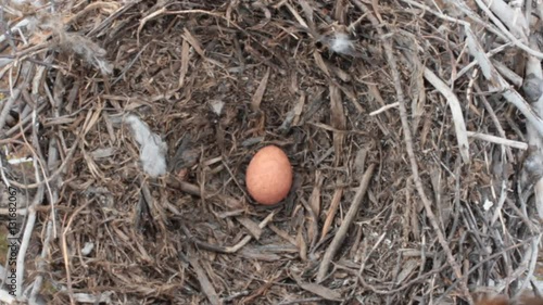 Robber. Falcon Merlin expelled couple of crows and laid its first egg to their nest 
 photo