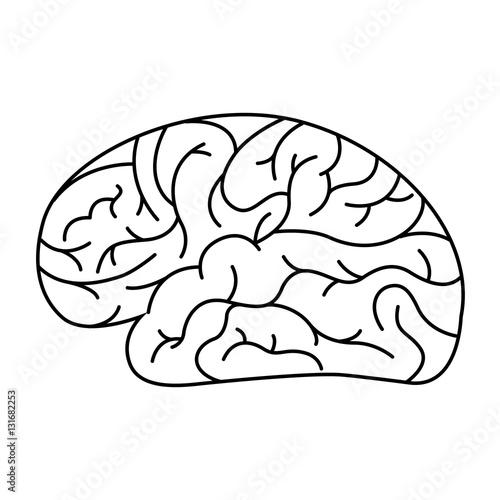 human brain organ isolated icon vector illustration design