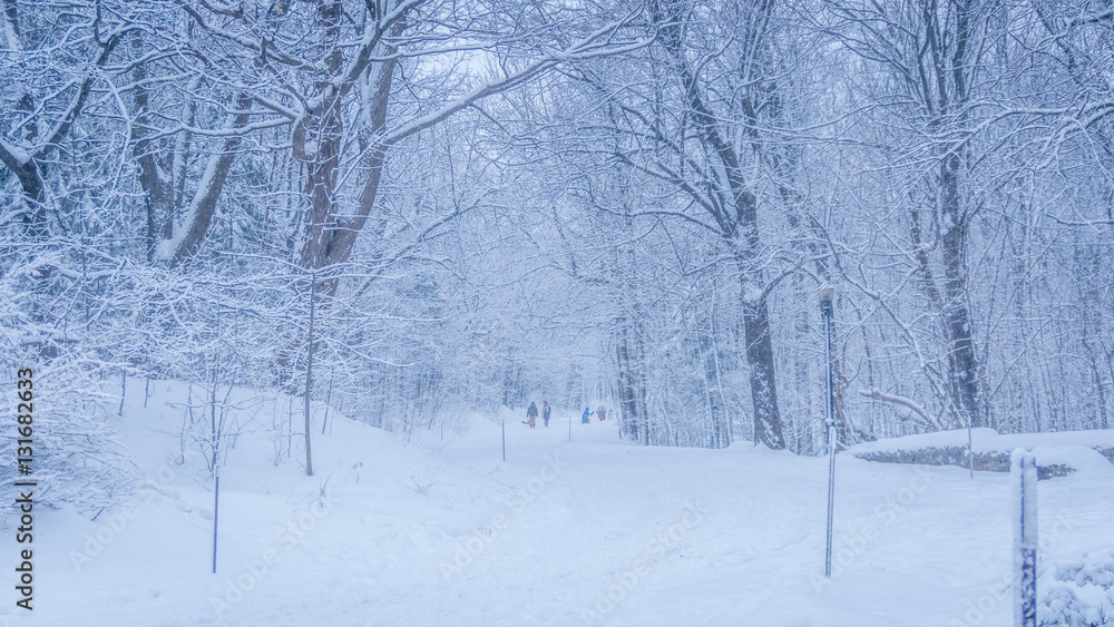 Snowy Path Snowy Path