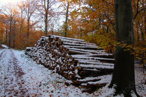 Photography Firewood stack in the forest is almost at overthrowing