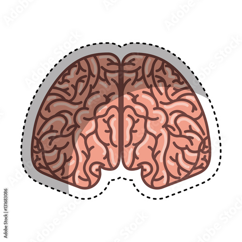 human brain organ isolated icon vector illustration design