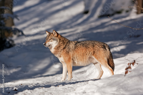 grey wolf, canis lupus © prochym