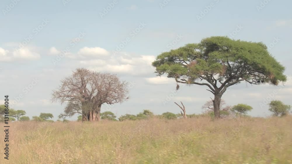 CLOSE UP: Safari game driving in savanna grassland in Tarangire National park CLOSE UP: Safari game driving in savanna grassland in Tarangire National park