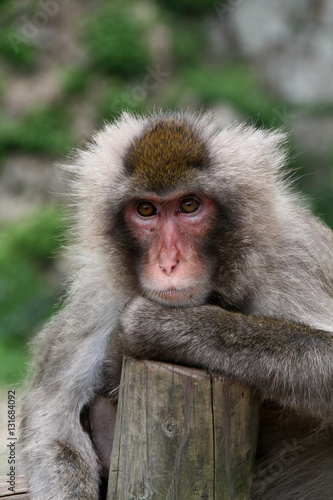 日本猿 © 孝彰 野澤