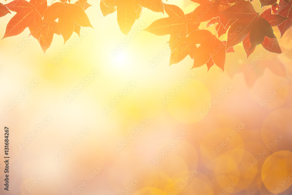 Red maple in Flare light for autumn Background Red maple in Flare light for autumn Background