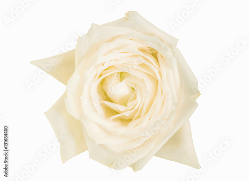 isolated white rose