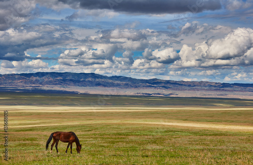 Horses in steppe under cloudly sky © Dina