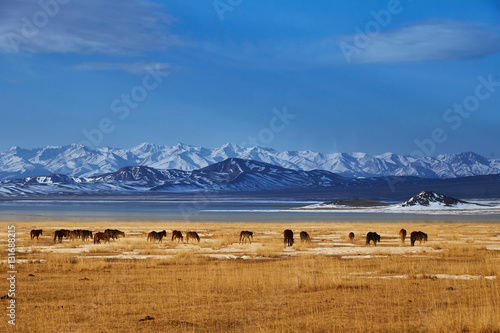 Horses near Khan-Tengry mountan