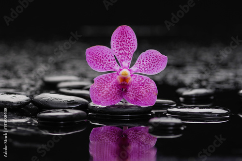 pink orchid on black stones 