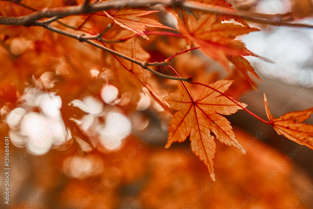 Colorful maple leave in autumn season on natural bokeh background. Colorful maple leave in autumn season on natural bokeh background.
