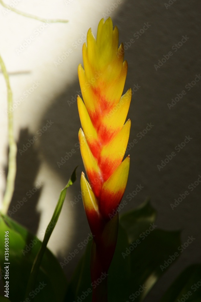 インコアナナス ガーデニング Stock Photo Adobe Stock インコアナナス ガーデニング Stock Photo Adobe Stock