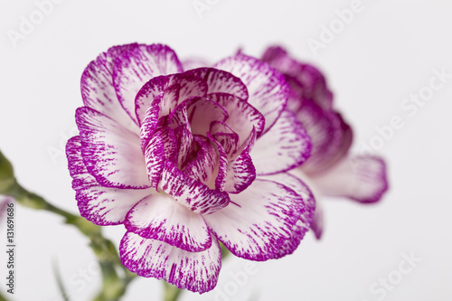 Fototapeta Naklejka Na Ścianę i Meble -  Closeup Carnation Flower on white background