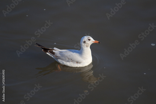 seagull swimming at the sea