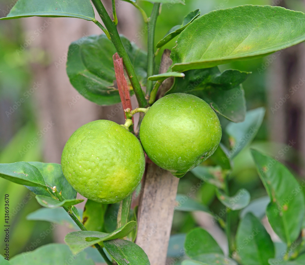 Lime tree with fruits closeup