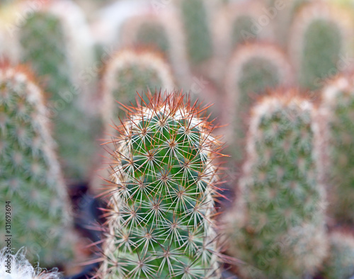Cactus background selected focus point
