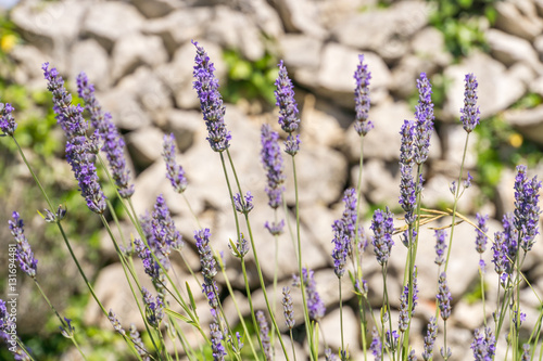 A close up image of the lavender flowers that are traditionally grown on the island of Hvar in Croatia on terraced fields.