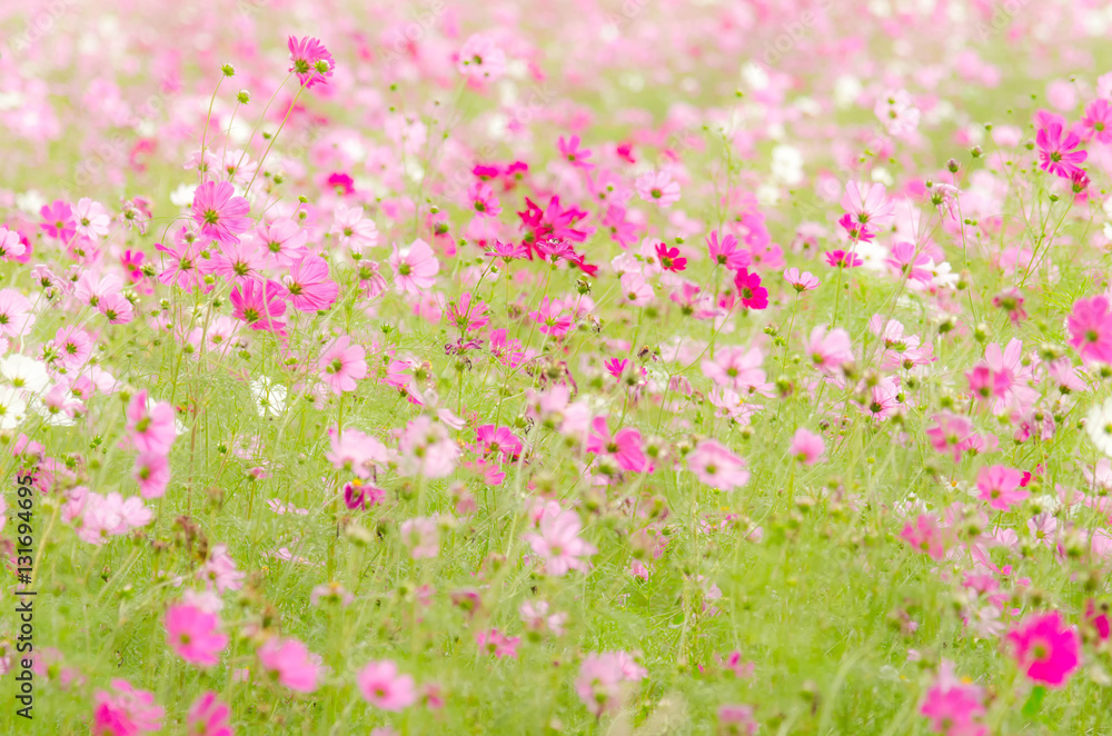 Red  and pink for cosmos flowers in the garden; select and soft