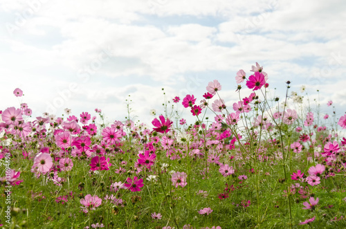 Red  and pink for cosmos flowers in the garden  select and soft