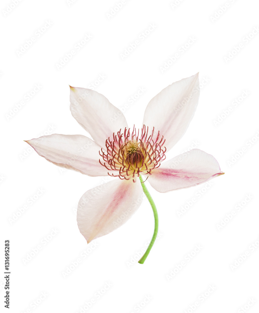 clematis flower isolated