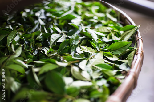 Asia culture concept image - view of fresh organic tea bud & leaves on bamboo basket in Taiwan, the process of tea making
