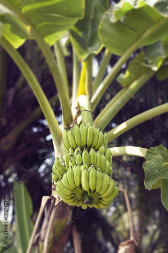 Bananas on the tree