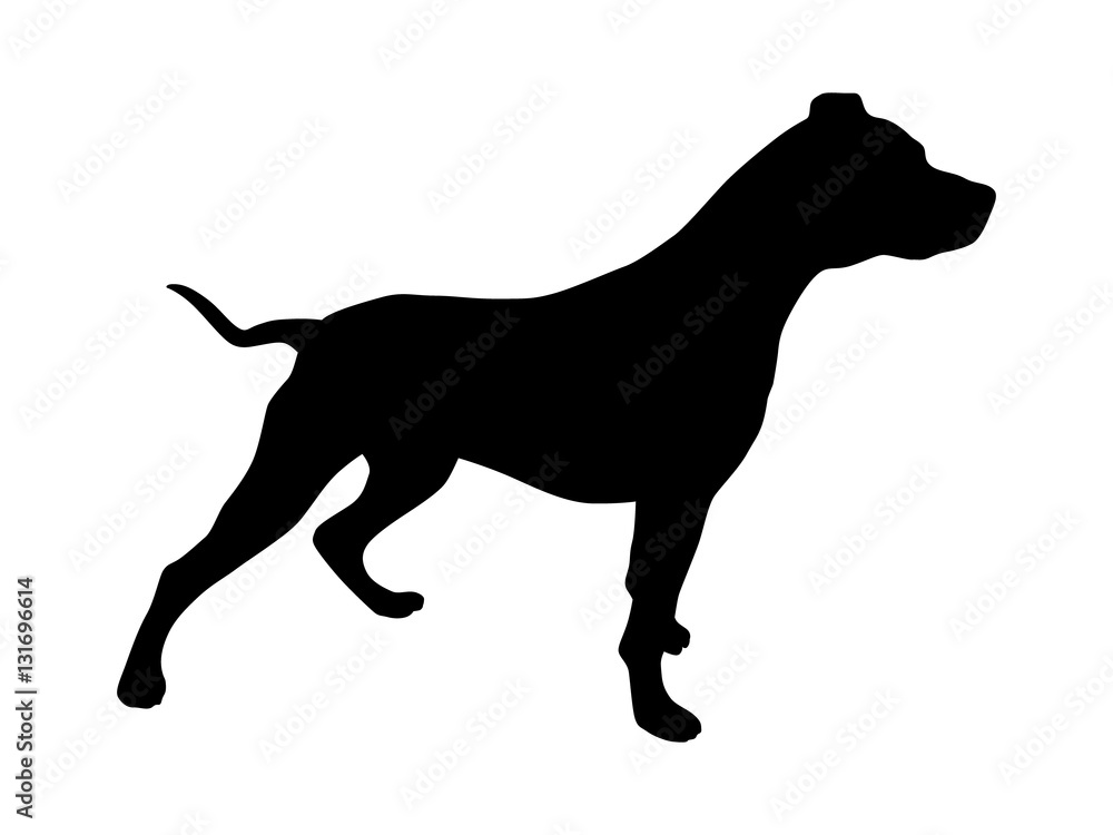 Pet pitbull / pit bull terrier dog or canine flat icon for animal apps and websites
