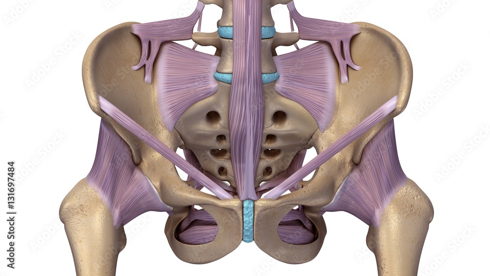 Skeleton hip with ligaments - obrazy, fototapety, plakaty 
