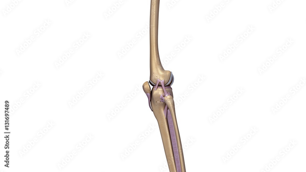 Skeleton Knee Joint with ligaments Skeleton Knee Joint with ligaments