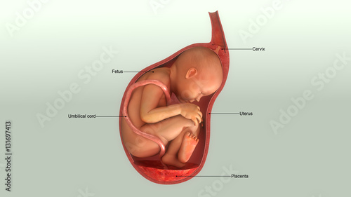 Foto Baby in Womb