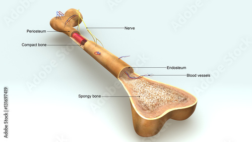 Photography Bone Anatomy