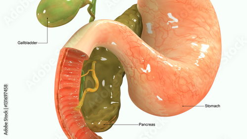 Fotografía .Pancreas