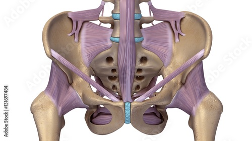 Skeleton hip with ligaments